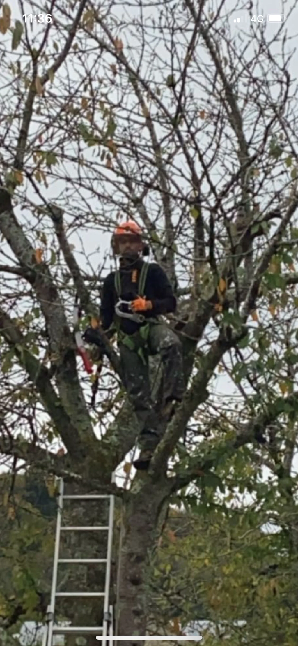 Rognage de plusieurs souches à Andrest (65390)