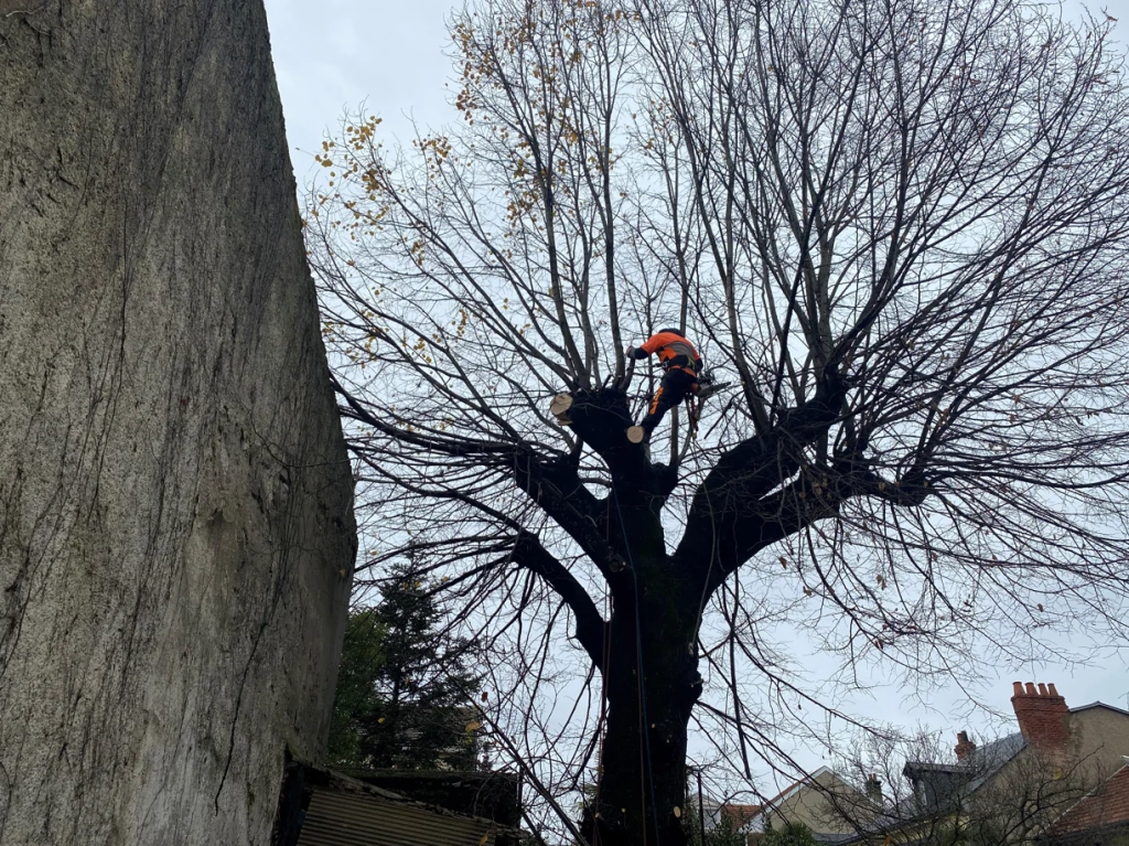 Abattage d'un tilleul à Tarbes