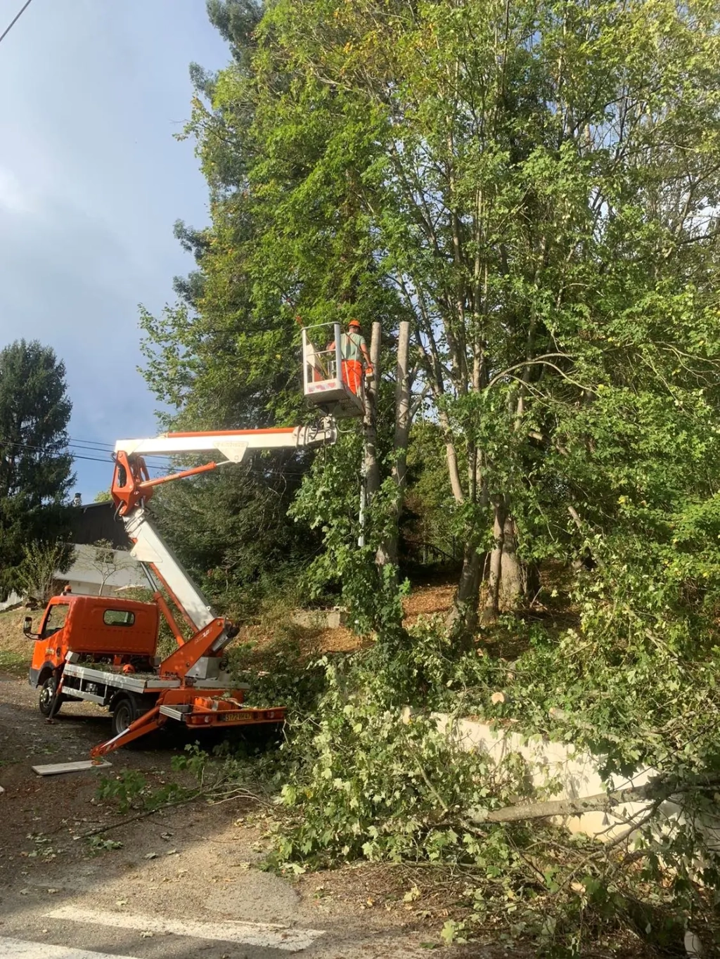 Abattage d'arbres près de Capvern