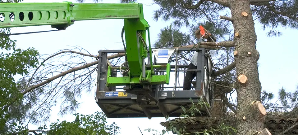 Intervention avec nacelle pour un arbre dans la région de Tarbes
