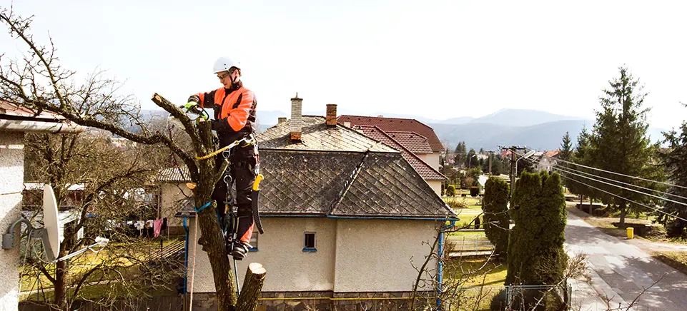 Élagage d'arbres hauts : intervention avec nacelle (65)