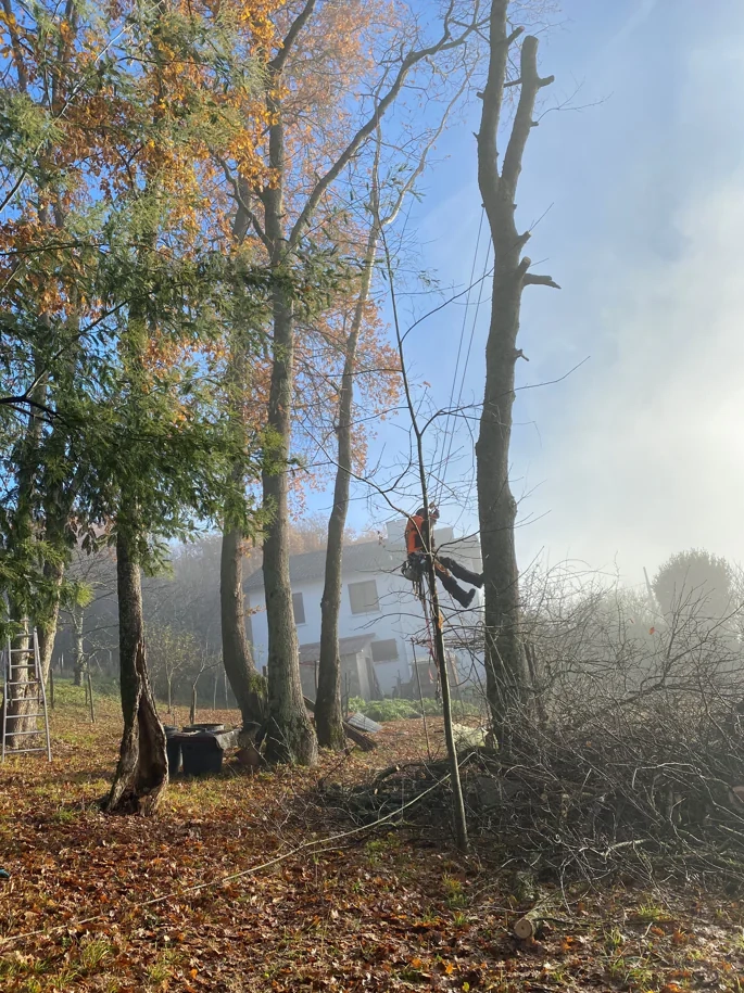 Elagage au Domaine Pichard à Soublecause dans les Hautes-Pyrénées