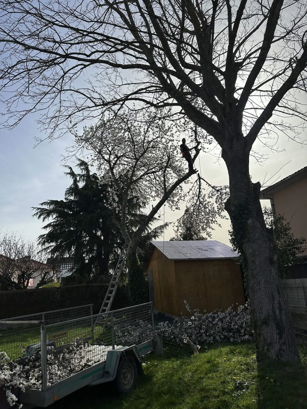 Élagage d’un cerisier à aureilhan 65