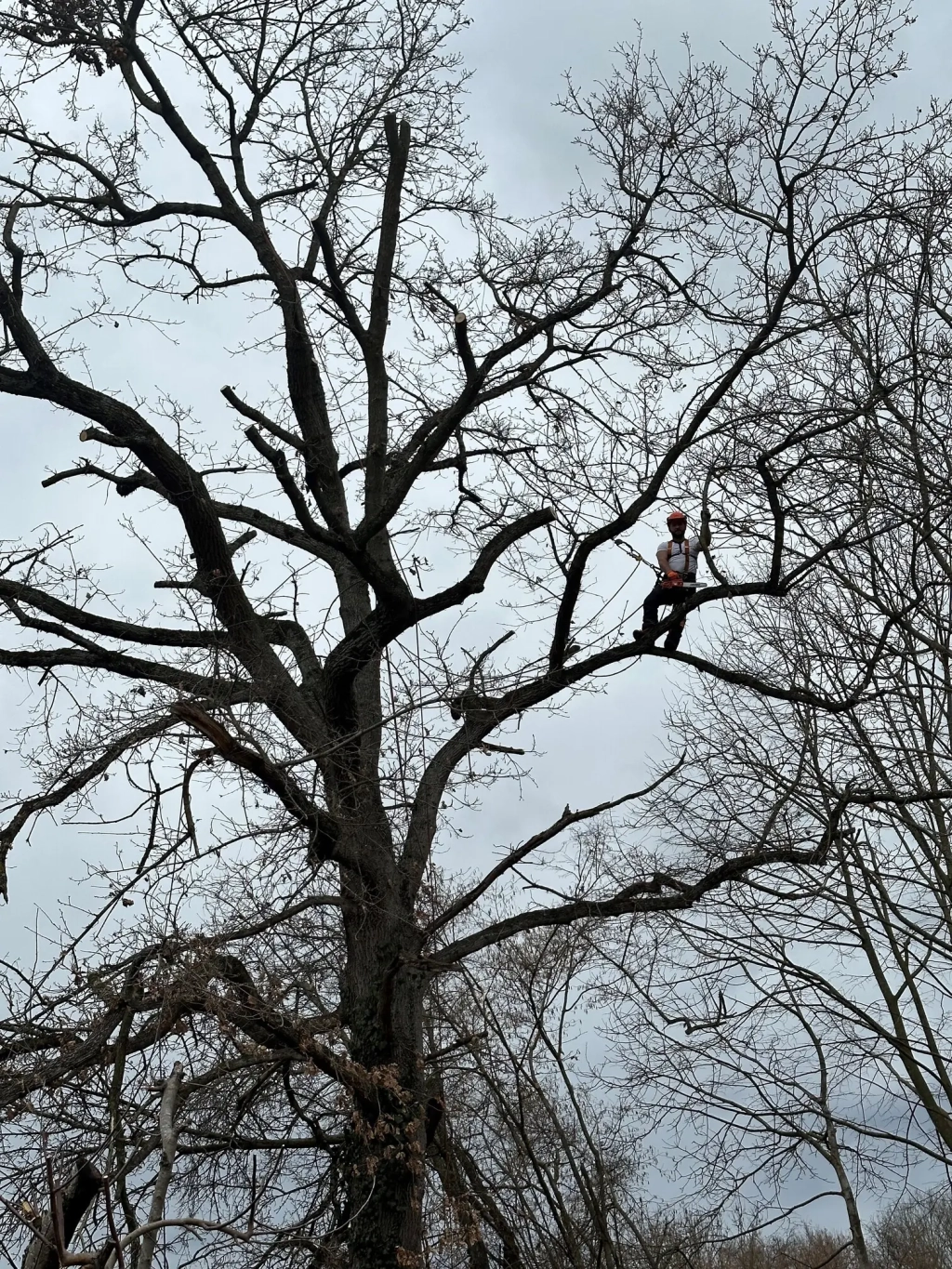 Intervention d'élagage d’un chêne à Juillan dans les Hautes-Pyrénées