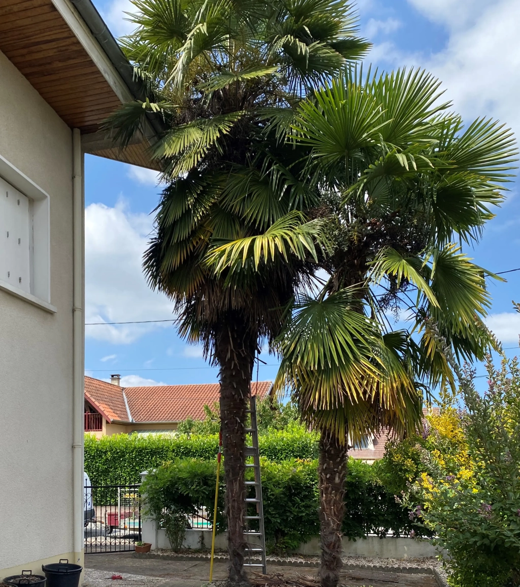 Abattage de palmiers menaçants près de Tarbes