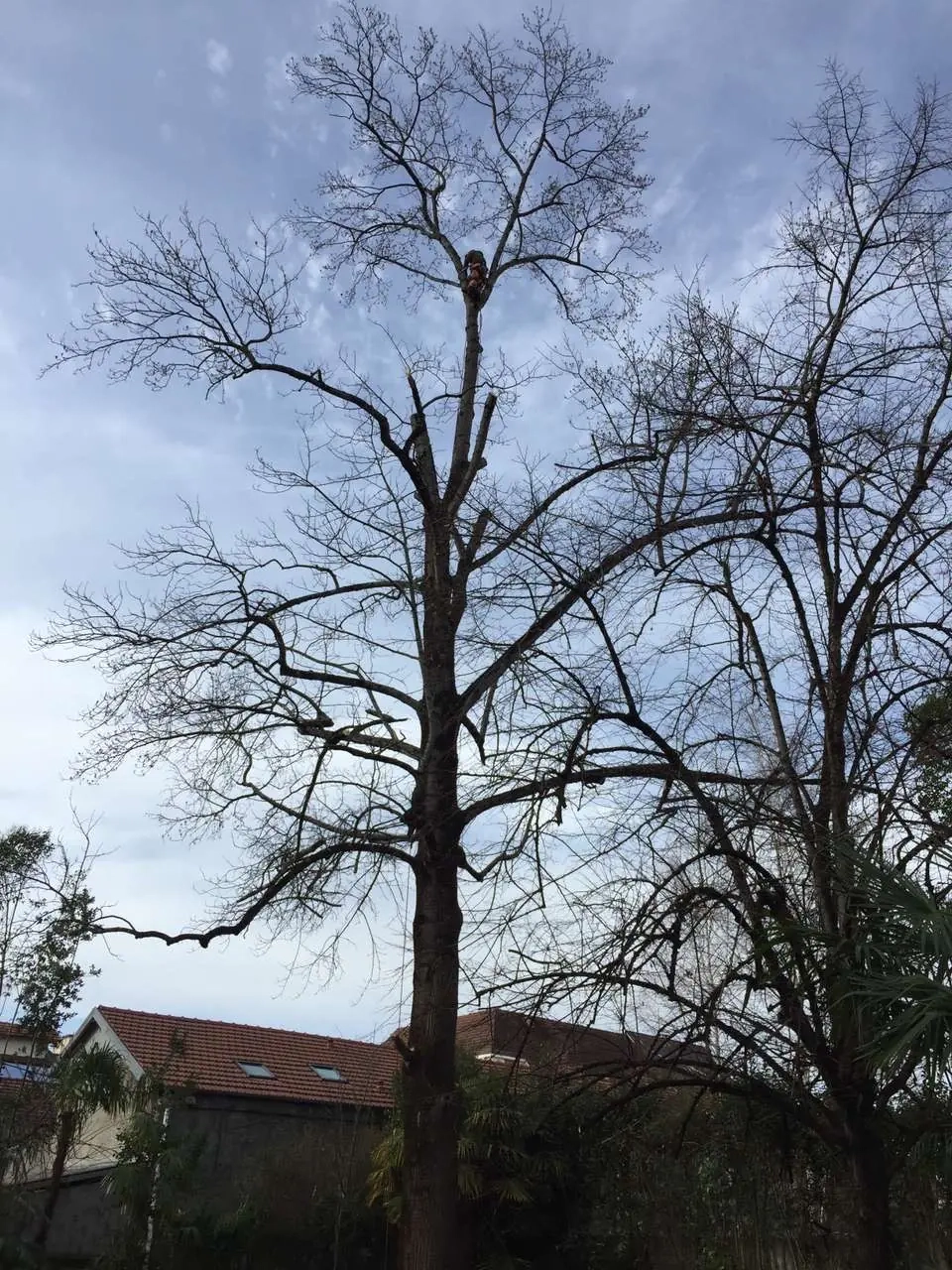 Élagage d’un tulipier du Japon à Pau