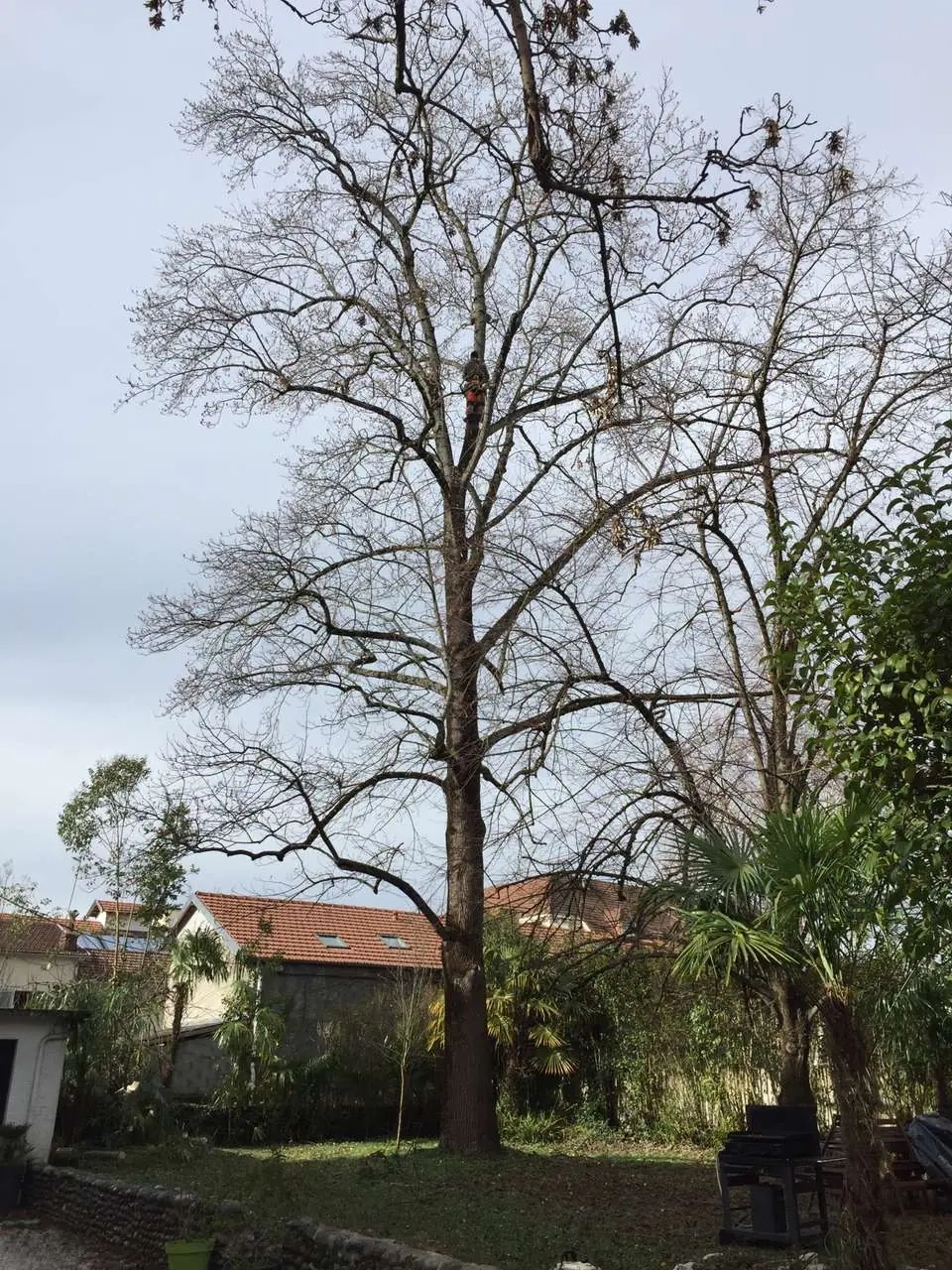 Intervention d'élagage à Pau