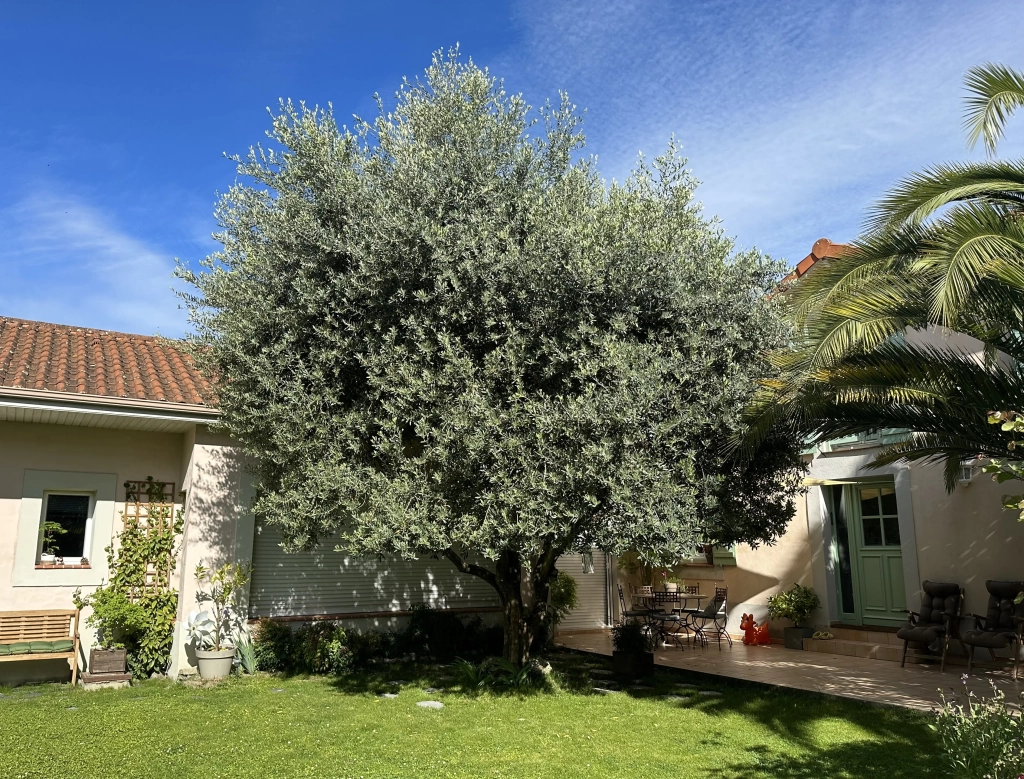 Taille d'un olivier à Tarbes