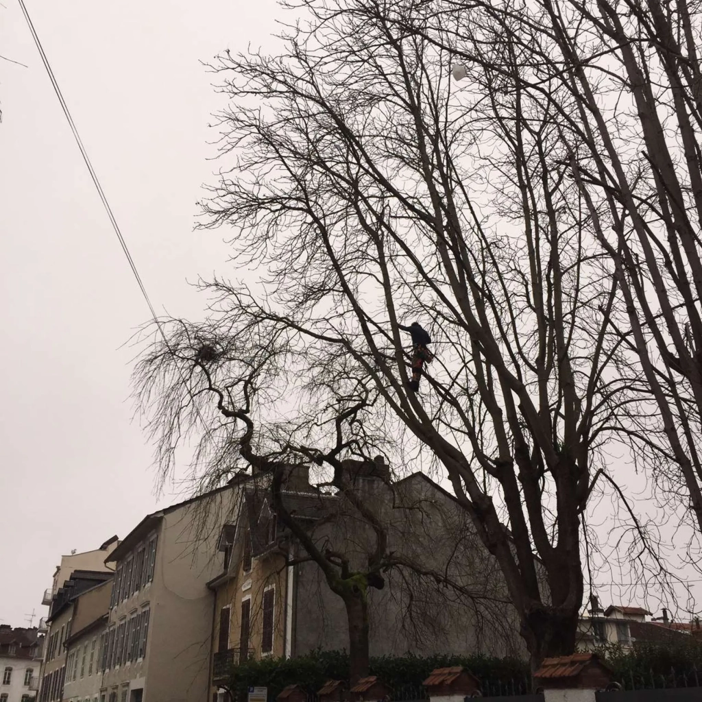 Élagage d’arbres au bord d'une clôture à Pau 