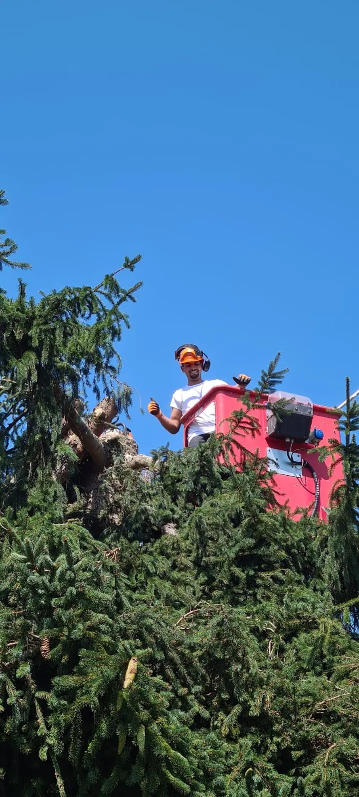 Intervention d'élagage à proximité de Tarbes dans les Hautes-Pyrénées