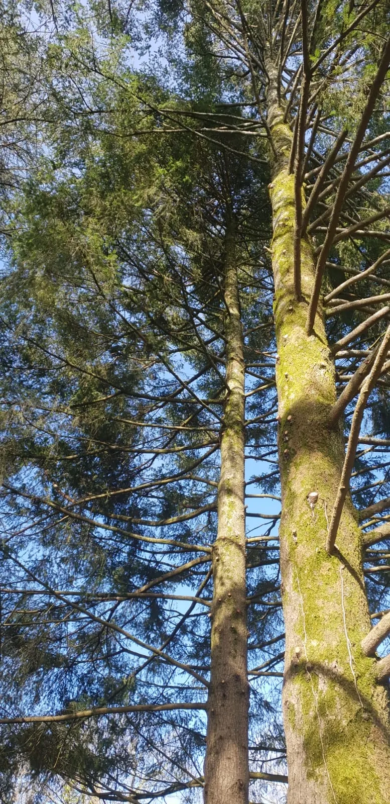Aération des arbres dans la région de Tarbes