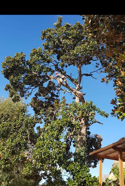 Elagage d'arbres en Hautes-Pyrénées